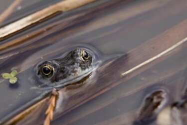 Photography titled "GRENOUILLES" by Dominique Lebon, Original Artwork