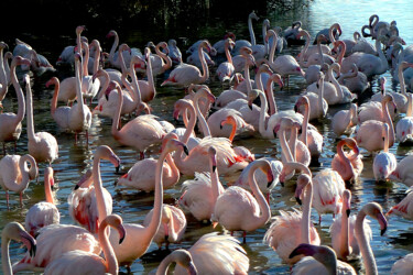 Photography titled "Flamants roses baig…" by Dominique Leroy, Original Artwork