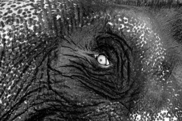 Photographie intitulée "Oeil d'éléphant. In…" par Dominique Leroy, Œuvre d'art originale