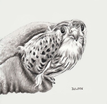 Dessin intitulée "Faucon crécerelle" par Dominique Obry, Œuvre d'art originale