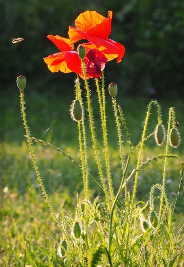 Photography titled "Coquelicot flowers" by Dominique Picard, Original Artwork, Digital Photography