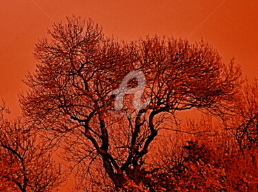 Photographie intitulée "arbre-japonisant ." par Dominique Sandor, Œuvre d'art originale