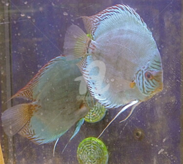 Photographie intitulée "poissons nacrés." par Dominique Sandor, Œuvre d'art originale