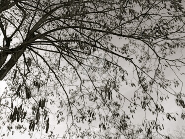 Photographie intitulée "gousses d'arbre" par Dominique Sandor, Œuvre d'art originale