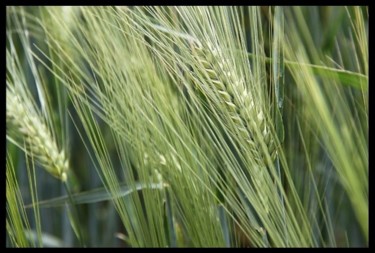 Photographie intitulée "GERBE DE BLES VERTS" par Dominiqueb, Œuvre d'art originale