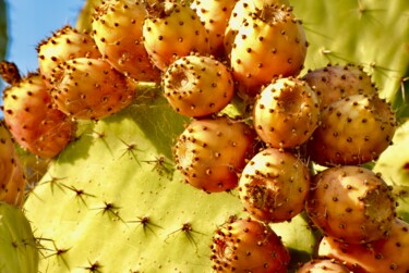 Fotografia zatytułowany „Cactus 1” autorstwa Dorothy Gales'Eyes, Oryginalna praca, Fotografia cyfrowa