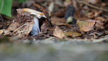 Fotografie getiteld "mushroom" door Dorothy`S Workshop., Origineel Kunstwerk