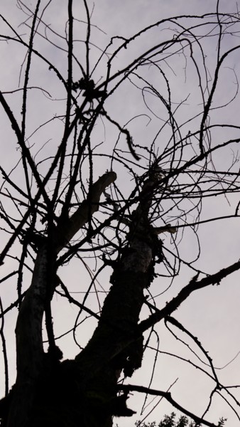 Fotografie mit dem Titel "tree" von Dorothy`S Workshop., Original-Kunstwerk