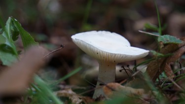 Photographie intitulée "mushrooms7" par Dorothy`S Workshop., Œuvre d'art originale