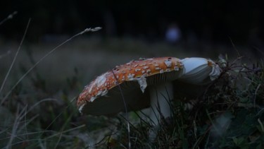 Photography titled "mushrooms5" by Dorothy`S Workshop., Original Artwork