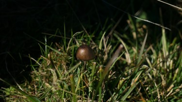 Fotografie getiteld "mushroom" door Dorothy`S Workshop., Origineel Kunstwerk