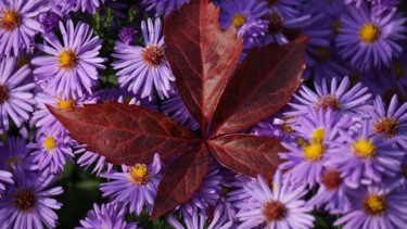 Fotografie getiteld "autumn" door Dorothy`S Workshop., Origineel Kunstwerk