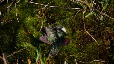 Photography titled "alpenflower" by Dorothy`S Workshop., Original Artwork