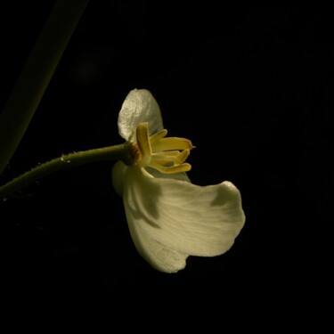 Фотография под названием "(macro) flower" - Doug Dunigan, Подлинное произведение искусства, Цифровая фотография