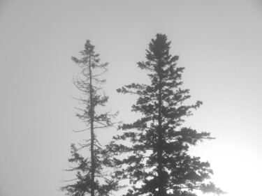 Fotografia zatytułowany „Two Pine Trees” autorstwa Doug Dunigan, Oryginalna praca, Fotografia cyfrowa