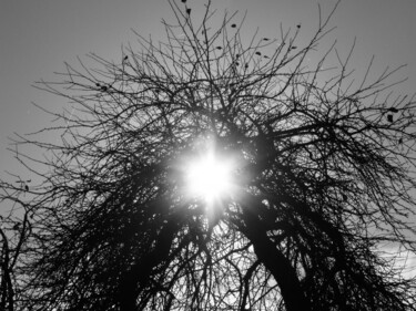 Photographie intitulée "Sun With Two Trees" par Doug Dunigan, Œuvre d'art originale, Photographie numérique