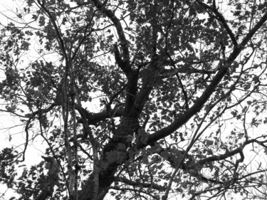 Fotografia intitolato "Autumn Tree" da Doug Dunigan, Opera d'arte originale, Fotografia digitale