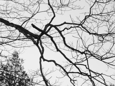 Photographie intitulée "Branches Like Light…" par Doug Dunigan, Œuvre d'art originale, Photographie numérique