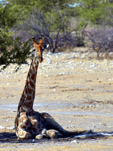 Photographie intitulée "NAMIBIE 6" par Denis Poutet, Œuvre d'art originale