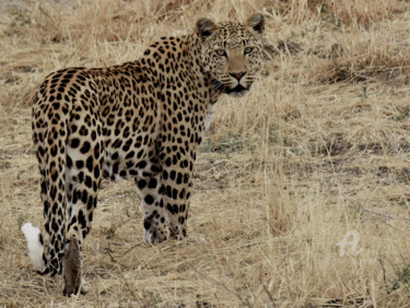 Fotografia intitulada "NAMIBIE 9" por Denis Poutet, Obras de arte originais