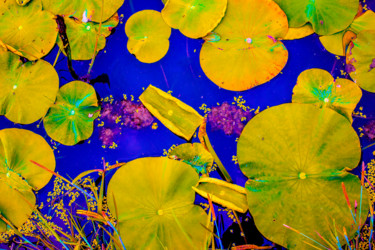 Photographie intitulée "les fleurs de lotus…" par Drawing Brienz, Œuvre d'art originale