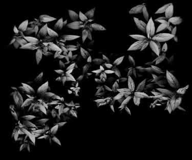 Photographie intitulée "Les feuilles que je…" par Drawing Brienz, Œuvre d'art originale