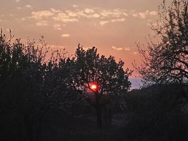 Fotografia zatytułowany „Sunset tree” autorstwa Dreamer, Oryginalna praca, Fotografia nie manipulowana