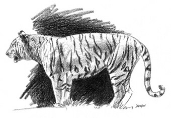 Dessin intitulée "Etude de tigre debo…" par Drochon, Œuvre d'art originale, Graphite