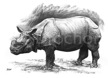 Рисунок под названием "Etude de Rhinocéros…" - Drochon, Подлинное произведение искусства, Древесный уголь