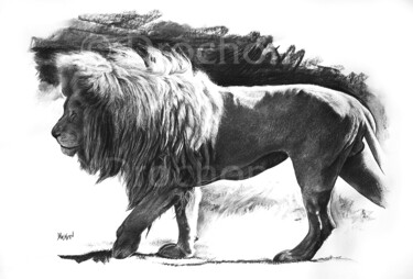 Drawing titled "Etude de lion" by Drochon, Original Artwork, Charcoal
