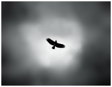 Photographie intitulée "Crow in the sky" par Cyril Le Brech, Œuvre d'art originale