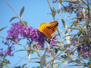 Photography titled "Butterflies" by Drew Gibson, Original Artwork