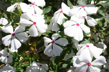 Photographie intitulée "Fleurs Blanches La…" par Brigitte Dupont, Œuvre d'art originale