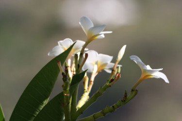 Photographie intitulée "Beauté florale" par Brigitte Dupont, Œuvre d'art originale