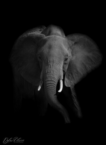 Photographie intitulée "Elephant in the sha…" par Dylan Olivier, Œuvre d'art originale, Photographie numérique