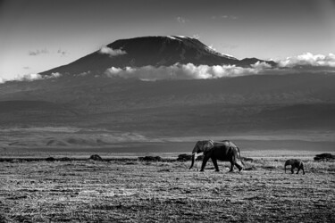 Elephant in front of the kilimandjaro Photographie intitulée "Elephant in front o…" par Dylan Olivier, Œuvre d'art originale, Photographie numérique