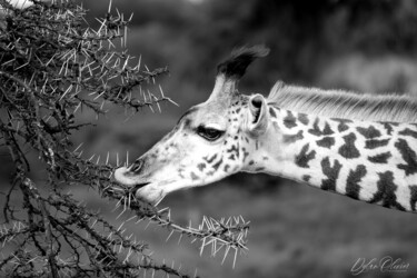 Photography titled "Her majesty the gir…" by Dylan Olivier, Original Artwork, Digital Photography