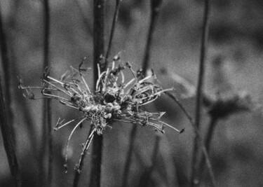 Фотография под названием "Flower 1" - Dzovig Arnelian, Подлинное произведение искусства, Цифровая фотография