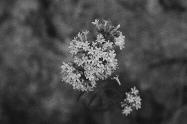 Photographie intitulée "Flower 9" par Dzovig Arnelian, Œuvre d'art originale, Photographie numérique