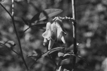 Photographie intitulée "Flower 11" par Dzovig Arnelian, Œuvre d'art originale, Photographie numérique