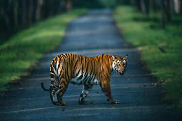 Фотография под названием "Tiger Queen" - Earthtribes Art, Подлинное произведение искусства, Цифровая фотография