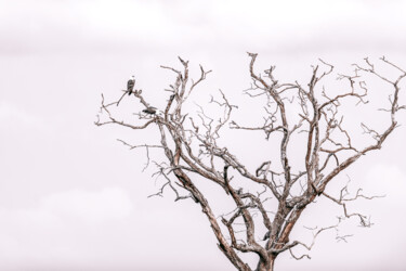 Fotografie getiteld "The dead tree" door Earthtribes Art, Origineel Kunstwerk, Digitale fotografie