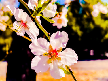 Fotografia zatytułowany „The Amazing Almond…” autorstwa Eitai Mordechai (EArts), Oryginalna praca, Fotografia cyfrowa