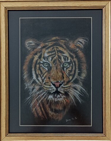 Zeichnungen mit dem Titel "Tiger" von Ebru Süsoy Şimşek, Original-Kunstwerk, Kreide