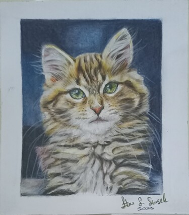 Drawing titled "Cat" by Ebru Süsoy Şimşek, Original Artwork, Pencil