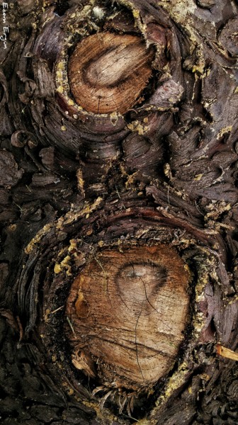 "TREE" başlıklı Fotoğraf Ecem Ergün tarafından, Orijinal sanat