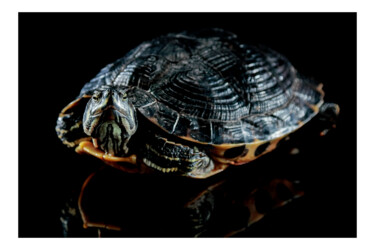 Fotografie mit dem Titel "Turtle" von Edoardo Oliva, Original-Kunstwerk, Digitale Fotografie