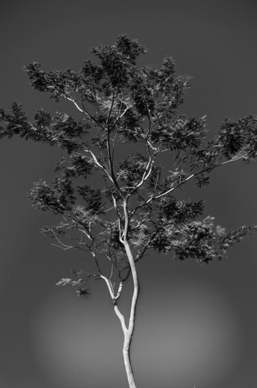 Fotografia intitulada "tree-p-b.jpg" por Edsmor, Obras de arte originais