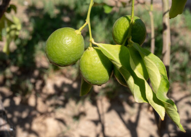 Photography titled "Jóvenes limones" by Eduardo Carpintero García, Original Artwork, Digital Photography