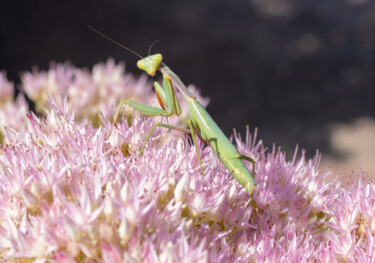 Photographie intitulée "Mantis" par Eduardo Carpintero García, Œuvre d'art originale, Photographie numérique